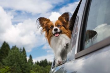 【関東編】ペットとドライブしよう！愛犬と楽しめるおすすめスポット