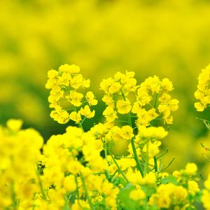 【おふく】花とお湯に出会える安らぎの道の駅