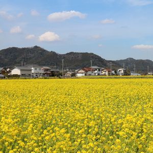 鴨川・菜な畑