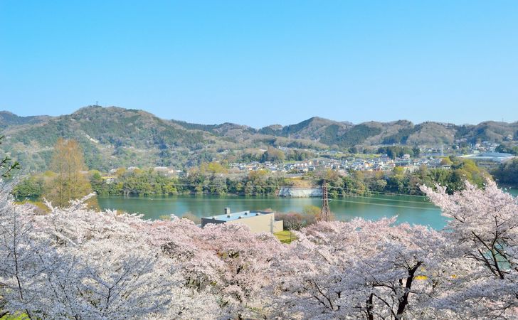 神奈川県で桜を見るならどこ お花見ドライブで春を満喫しよう Carticle カーティクル